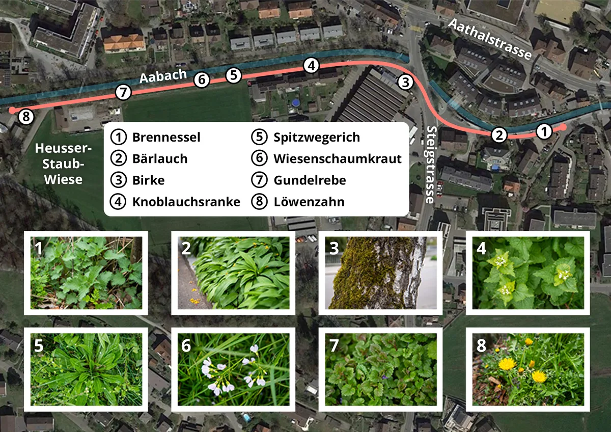 Karte von Uster mit verschiedenen Heilkräutern. 