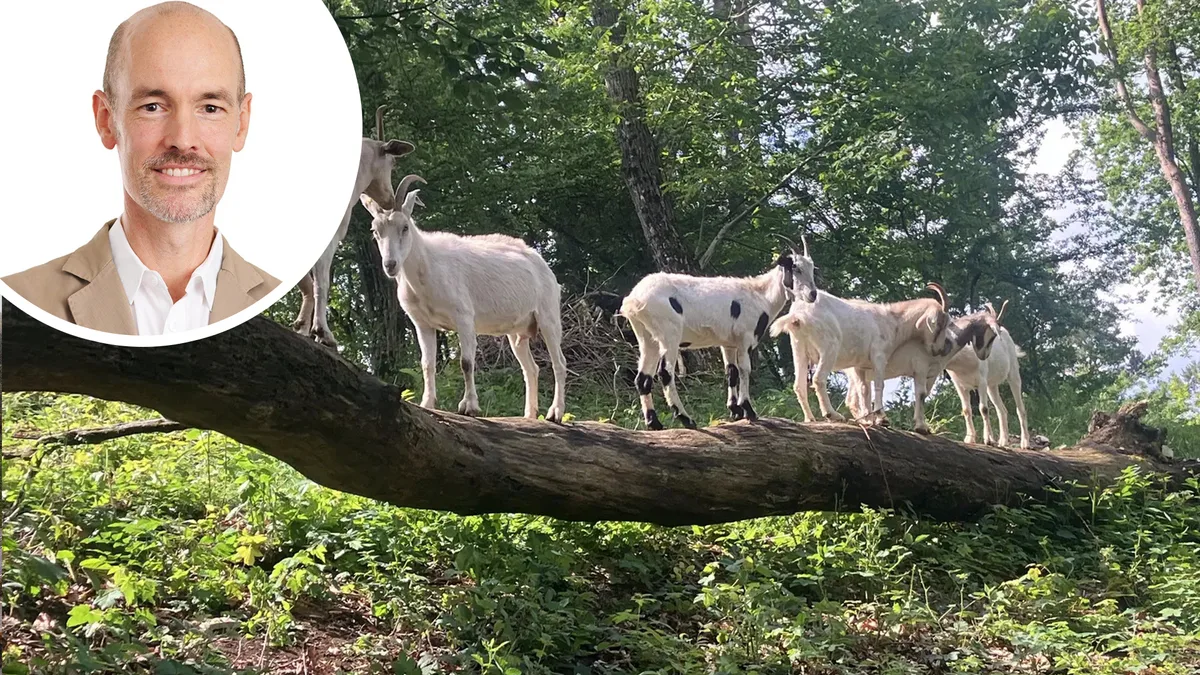 25969642-3 Im steilen Gelände im Tösstal werden Ziegen eingesetzt, die bodennahe Pflanzen essen und so mehr Licht in den Wald bringen.